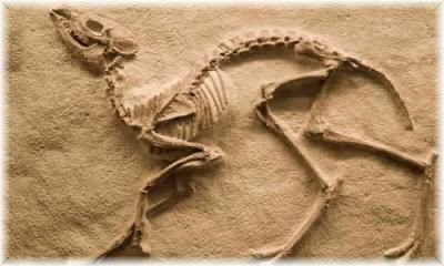 Çin'de 100 milyon yıla yakın dinazor fosili bulundu