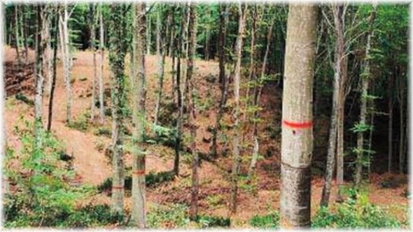 Belgrad Ormanındaki Bulunan İşaretler Hakkında Açıklama Geldi