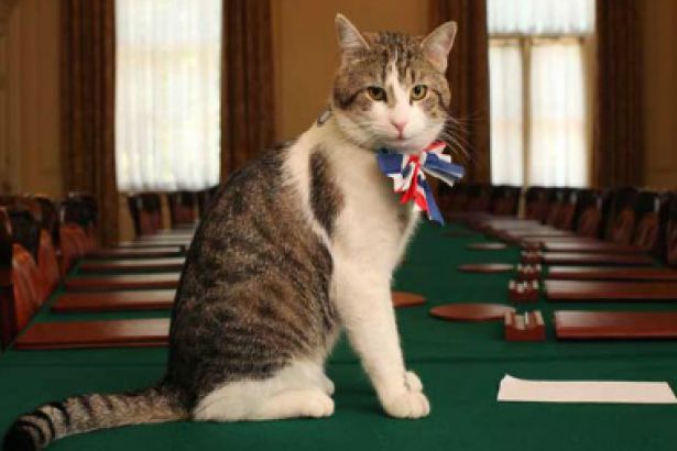 İngiltere Dışişleri Bakanlığı’ndan Kedi Açıklaması